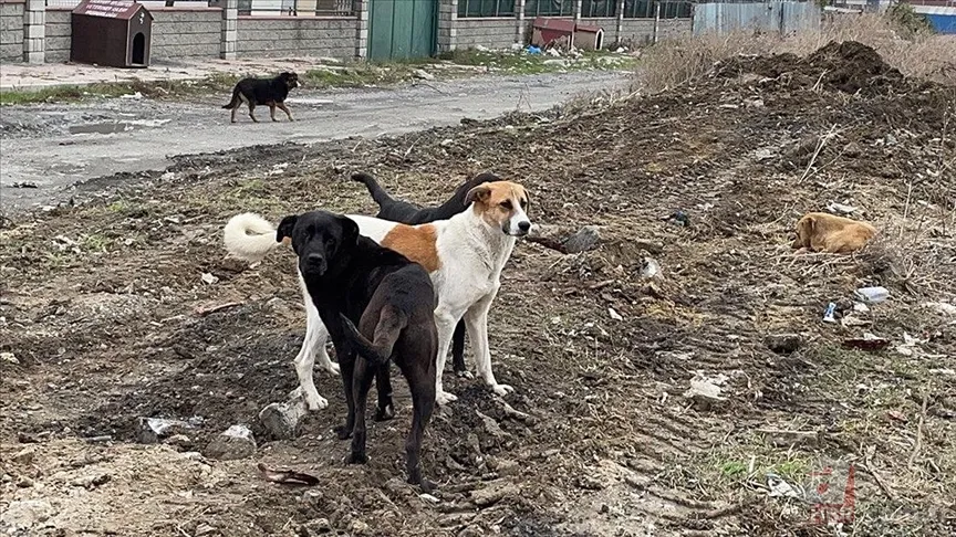 Ekşi Sözlük skandalı bitmek bilmiyor! 'Bir çocuğu mu kurtarırsınız yoksa bir köpeği mi?' sorusuna mide bulandıran cevaplar 12