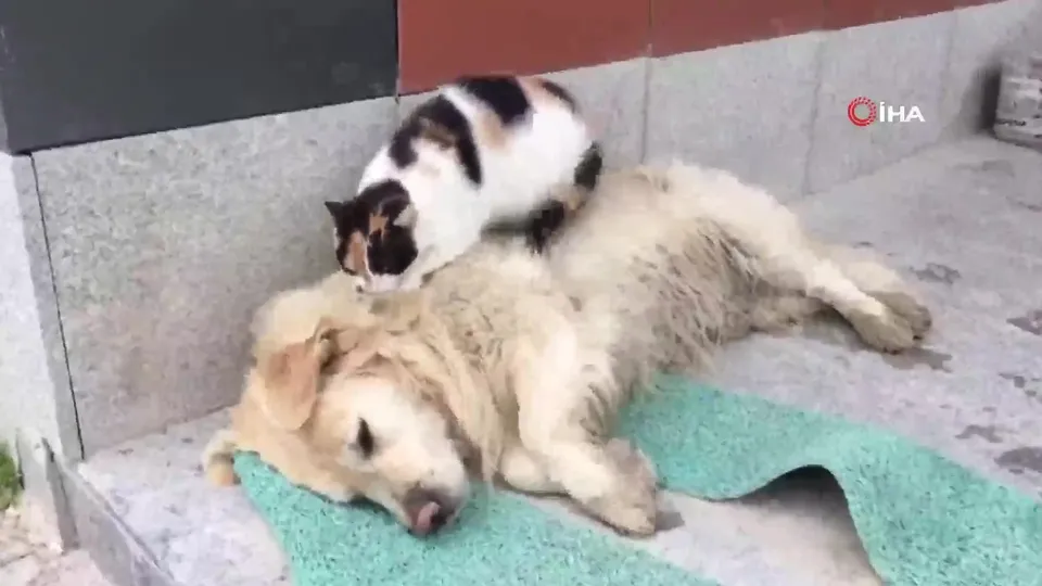 Görenler şaştı kaldı! Kedi ile köpeğin kıskandıran dostluğu! Böyle masaj yaptı