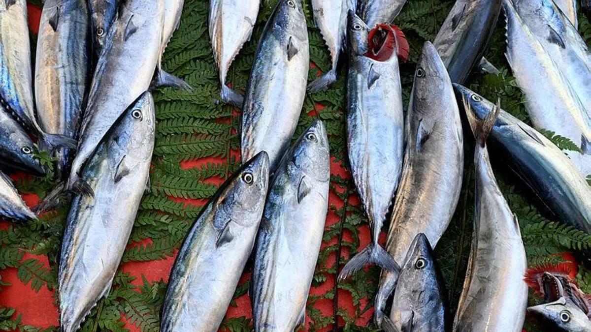 Tezgahlarda palamut bolluğu! 40 liraya düştü