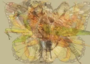 İlk bakışta ne gördünüz? Resimli kişilik testleri sosyal medyayı salladı...