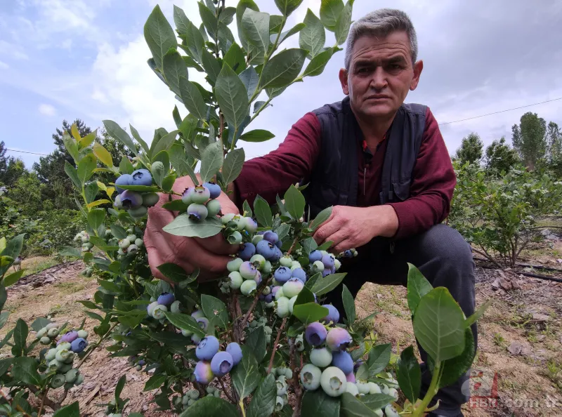 Nadir bulunan meyve türü kısa sürede zengin etti! Kilosunu 100 liradan satıyor 6