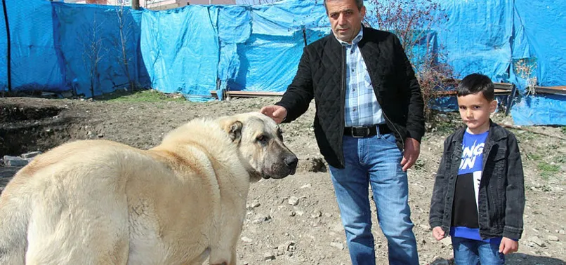 Erzurum'da köpek dile geldi: Benim adım Ejder