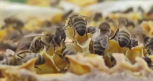 Yaz aylarında artan arı temaslarına karşı uzmanlardan uyarı