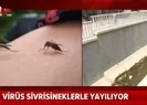 İstanbulda salgın hastalık paniği!