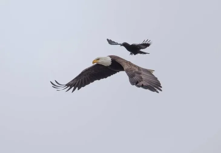 Kartal üzerinde bir karga!