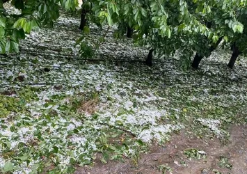 Iğdır'da dolu ve sel nedeniyle 10 bin dekar tarım arazisi zarar gördü