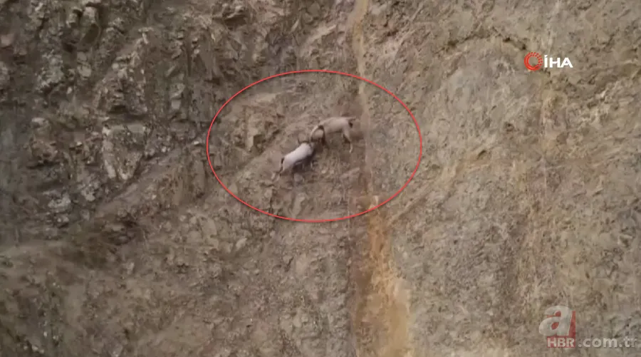 O ilimizde sürü halinde ortaya çıktılar! Karlı dağları aşarak… 9