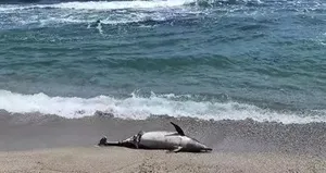 Tekirdağ’da kıyıya ölü yunus vurdu