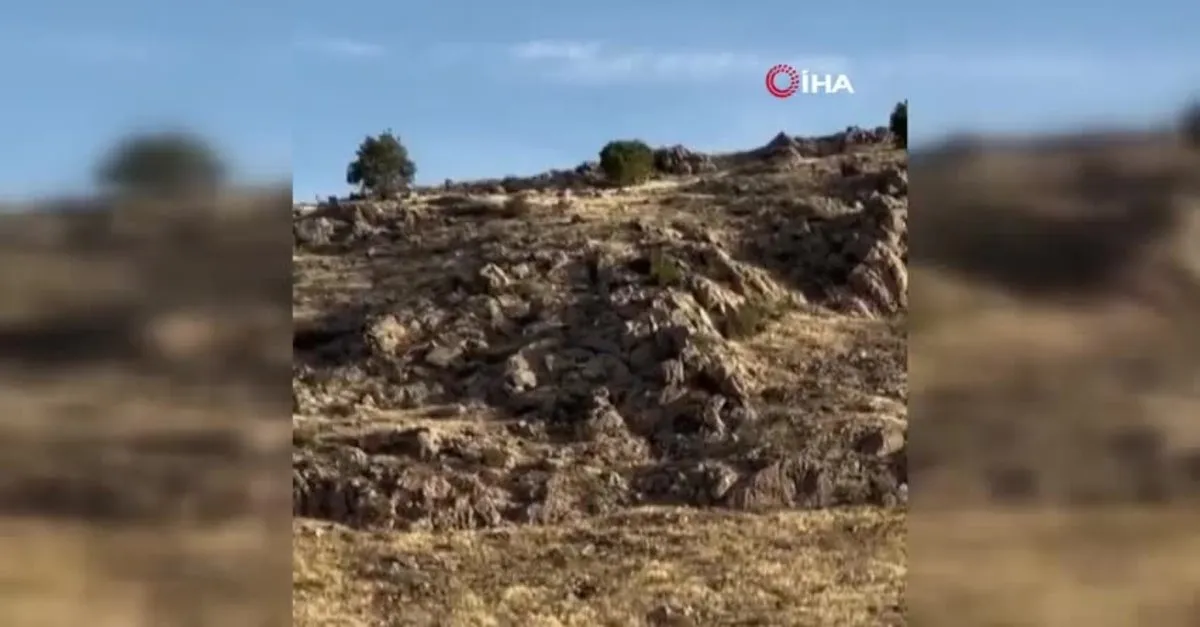 Dağ keçileri sürü halinde görüntülendi