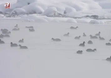 Kaz Gölü'nde kuşlar görenleri mest etti!