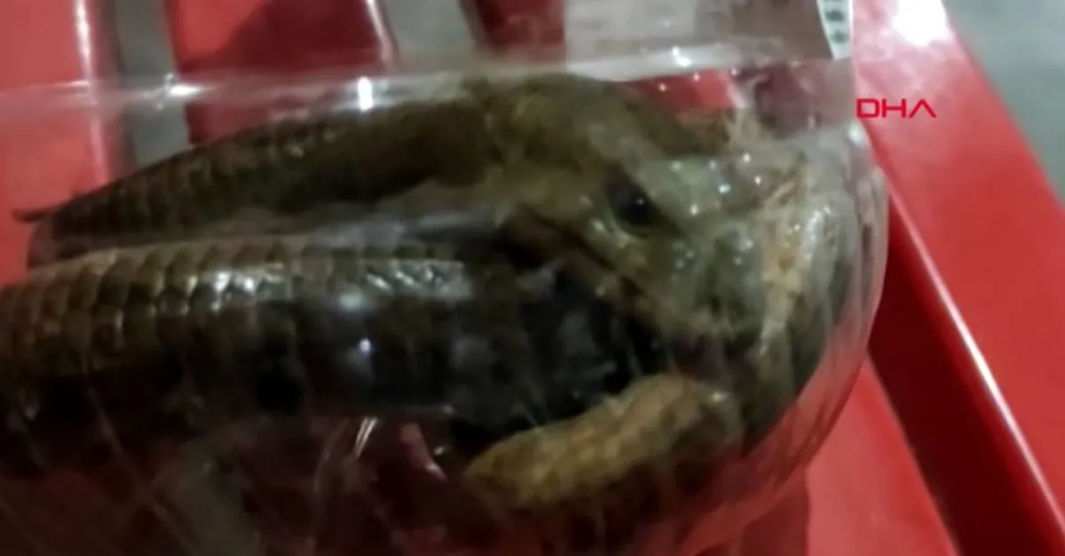 Oluklu kertenkele paniğe neden oldu!