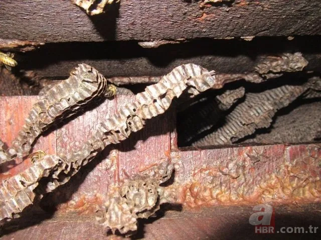 Evinin duvarından gelen garip sesler arttı! Termal kamerayla bakınca şoka girdi 24