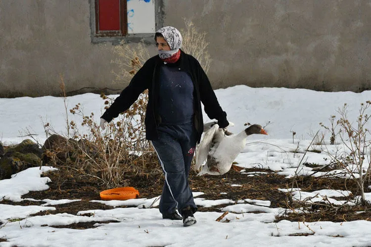 Kaz nasıl yapılır? Kaz eti için Türkiye’ye geliyorlar