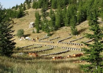 5 yılda bir hasadı yapılıyor! Tam bir şifa deposu! Kilosu bin TL