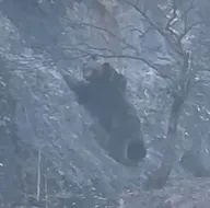 Yaban keçisi avladı! Leşine ulaşmak için...