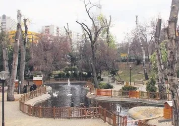 Çankaya Belediyesi gerçeği: Budamadı, doğradı