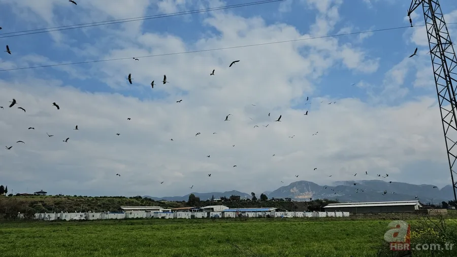 Göç yolculuğuna çıkan leylekler görsel şölen yaşattı 2