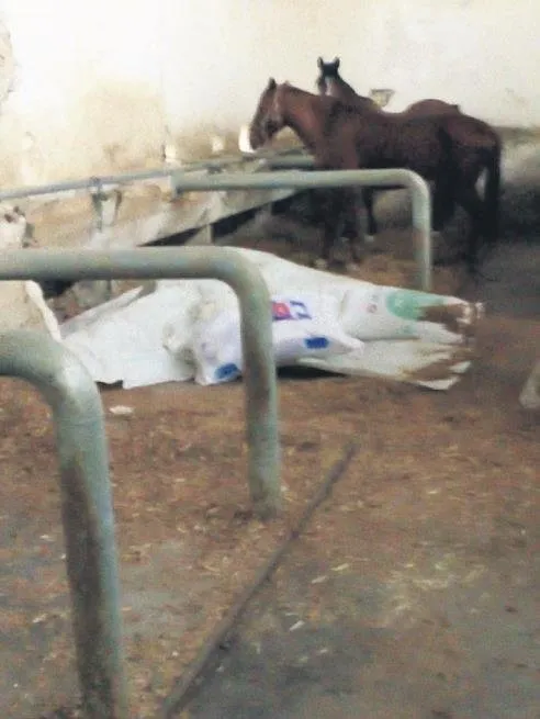 Son dakika | CHP’li İBB’nin sorumsuzluğu belgelendi! Atların ölümünde büyük ihmal