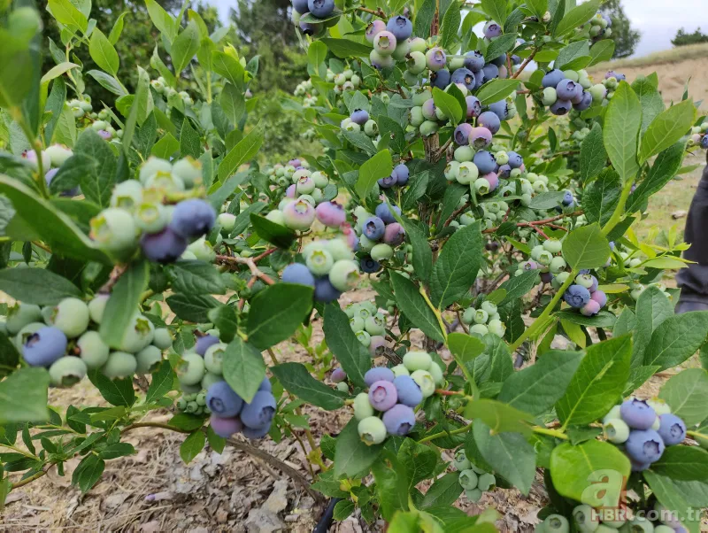 Nadir bulunan meyve türü kısa sürede zengin etti! Kilosunu 100 liradan satıyor 11