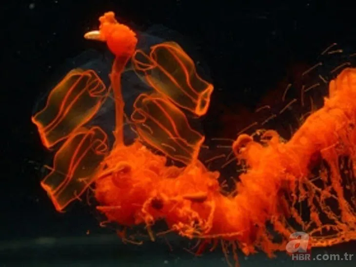 Bilim dünyasını şaşkına çeviren olay! Asırlara meydan okumuş! Tam 5 bin yıllık 12