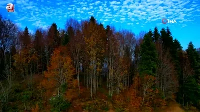 Çam Dağı’nda mest eden görüntüler