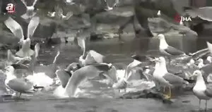 Martıların inci kefali avı