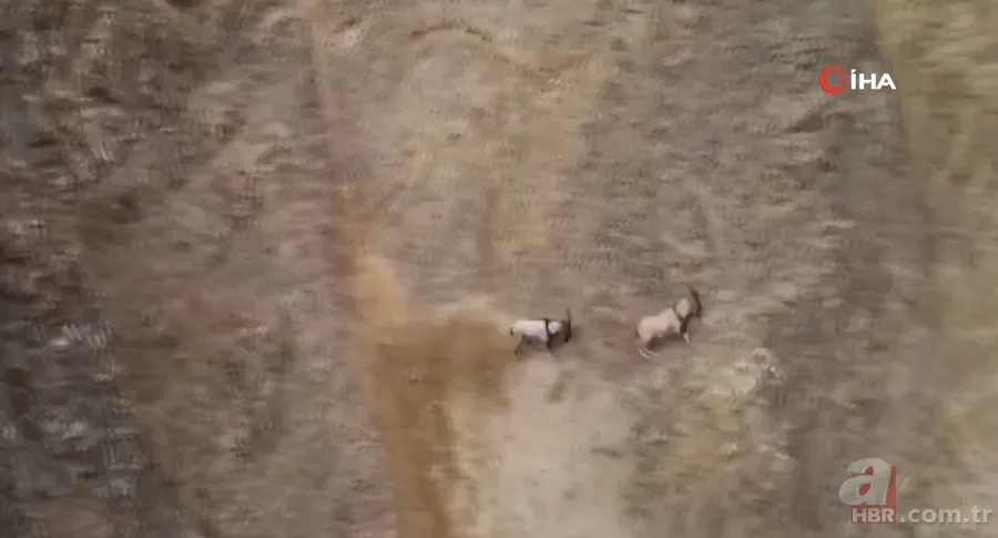 O ilimizde sürü halinde ortaya çıktılar! Karlı dağları aşarak… 16