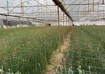 Isparta'da karanfil hasadına başlandı