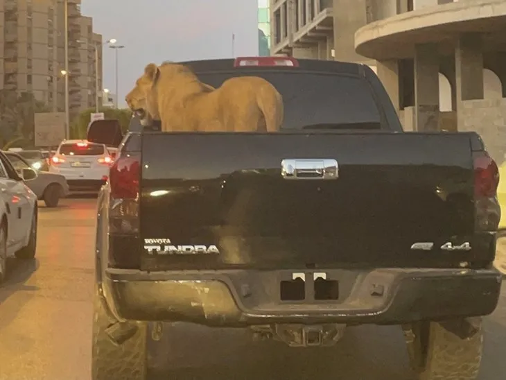 Trafikte korkunç anlar! Araç kasasındaki aslan hayrete düşürdü