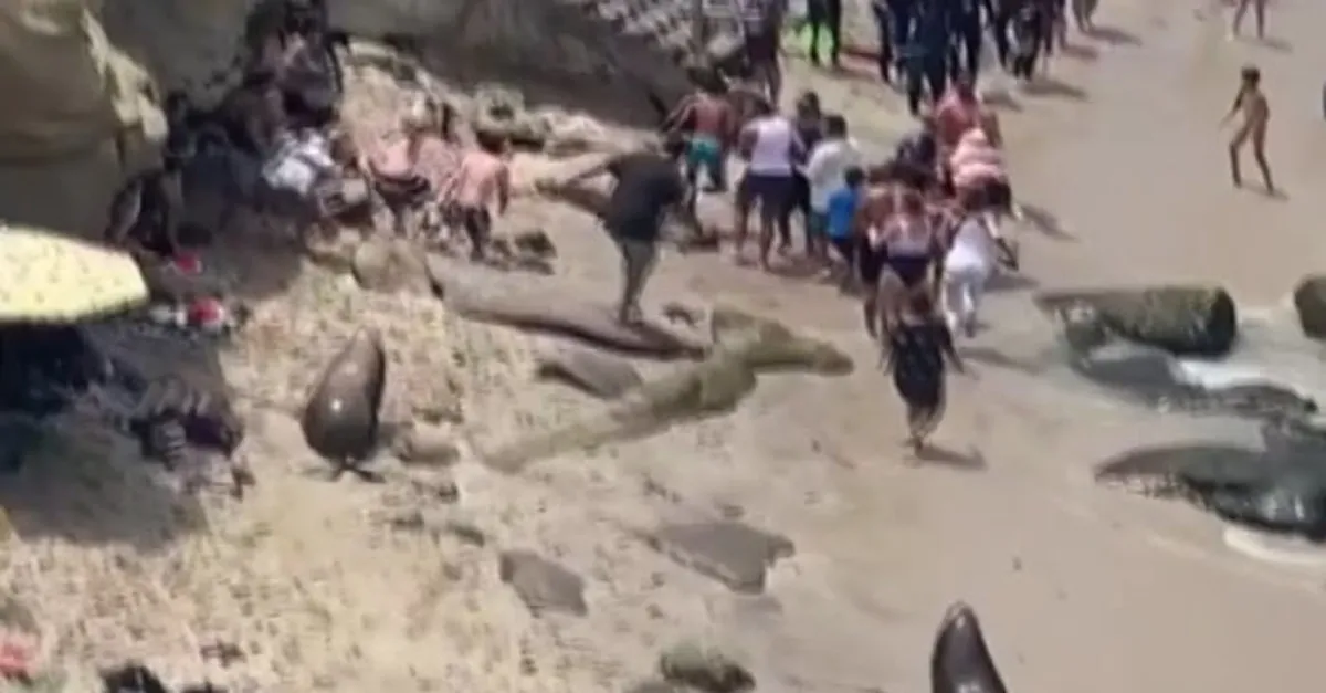 Deniz aslanları plajda insanları kovaladı! Milyonlarca kez izlendi