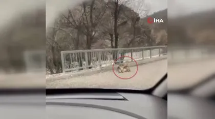 Avını YERKEN vatandaş kayda aldı! VAHŞİ DOĞA belgesellerini aratmayan görüntüler