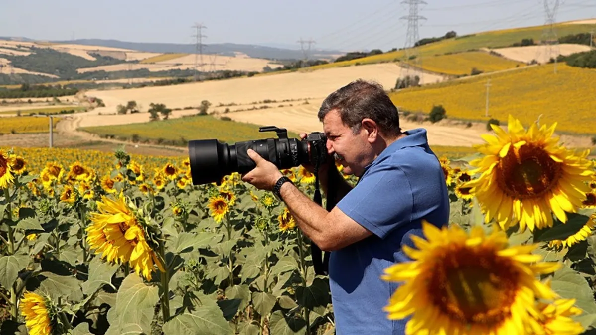 Ayçiçeği tarlaları fotoğraf tutkunlarını ağırlıyor