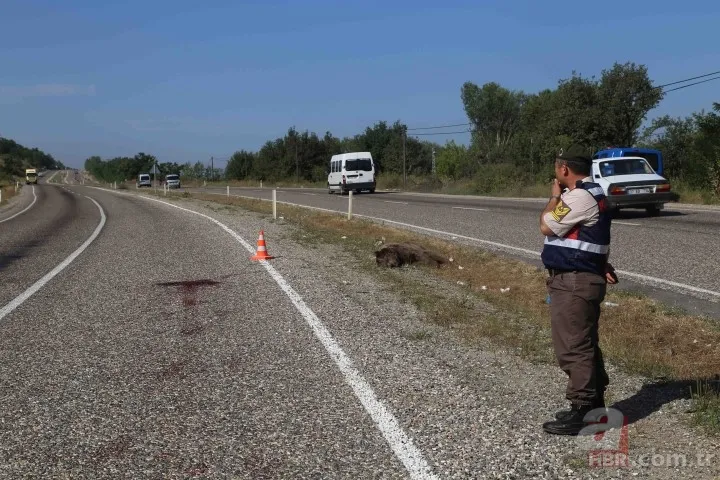 Kastamonu'da aracın çarptığı bozayı telef oldu 2