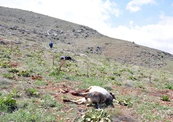 Kaçan danaları önce vurdular sonra kestiler!