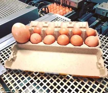 Kümese gidince hayrete düştü! Tavuk öyle bir şey yumurtladı ki...