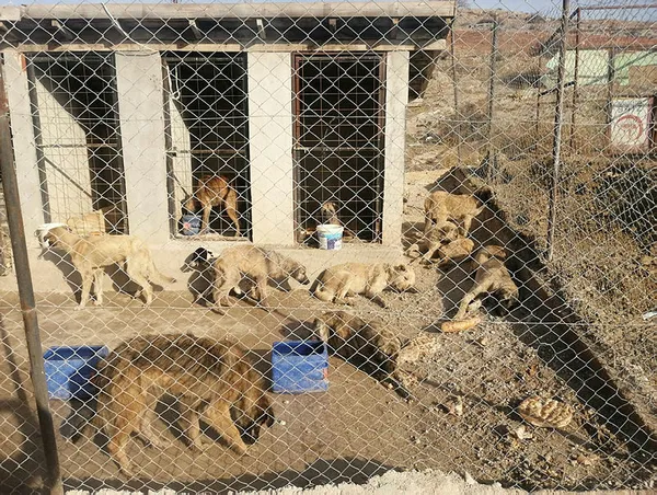 Tokat Zile'de 29 köpek boş arazide baygın bulundu - 2