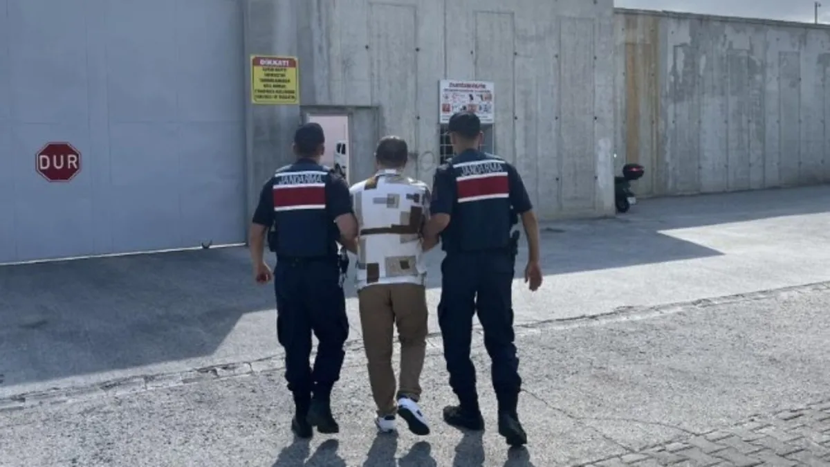 Mısır tarlasına ekilen uyuşturucu operasyonda ele geçirildi! 1 tutuklama