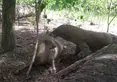 Komodo ejderi hamile geyiğe acımadı 🐉 Avını canlı canlı yedi | Dehşet anları görüntülendi 🦌