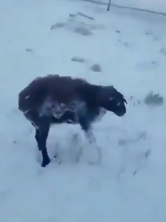 Fare kaçmaya çalışırken köpeğin üstünde dondu 🐁 Dehşete düşüren görüntüler  🐕 Sıcaklık eksi 80 dereceye düştü