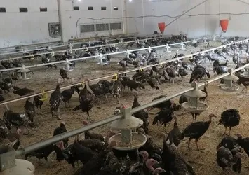 50 milyonluk hindi vurgunu! Çiftlik vaadiyle dolandırdı