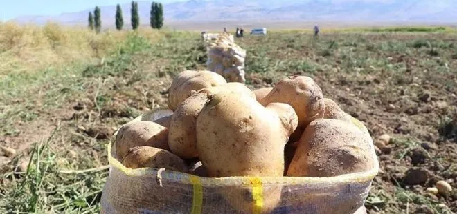 Başkan Erdoğan talimat vermişti! Bakanlık açıkladı: Üreticilerden patates ve kuru soğan alımına başlandı