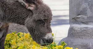 Telef olan annesinin başında bekleyen sıpanın hikayesi