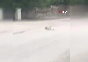 Yavru kedi ölen annesinin başından bir an olsun ayrılmadı