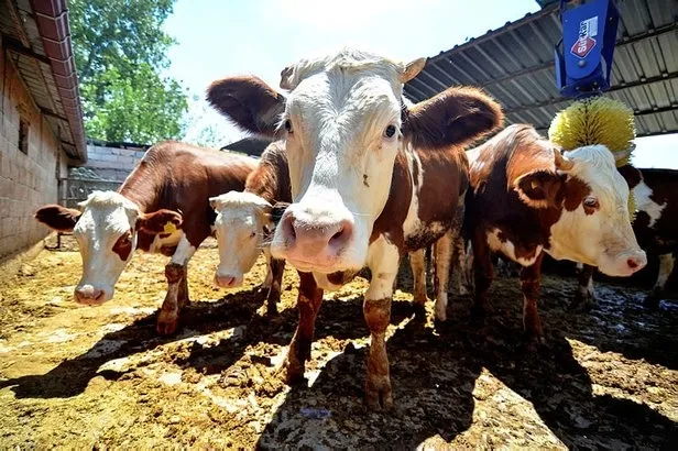 Kurbanlık fiyatları belli oldu mu, ne kadar? A101, BİM, CarrrefourSa, Migros kurbanlık fiyatları kaç TL? Koyun, dana, koç fiyatları... - 3