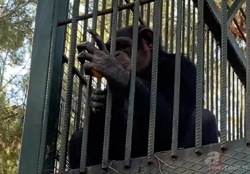 Maymun böyle kaçırdı! Halk seferber oldu 24