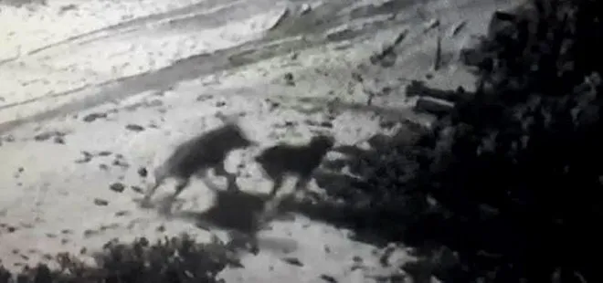 Sivas’ta aç kalan kurtlar köye inerek köpeğe saldırdı