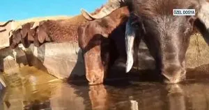 Türkiye’deki koyun ırkları