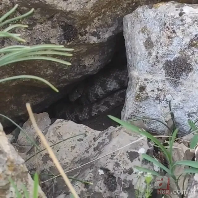 Görüntüler Türkiye'den... Diyarbakır'da 2 metrelik yılanların dansı kamerada 8