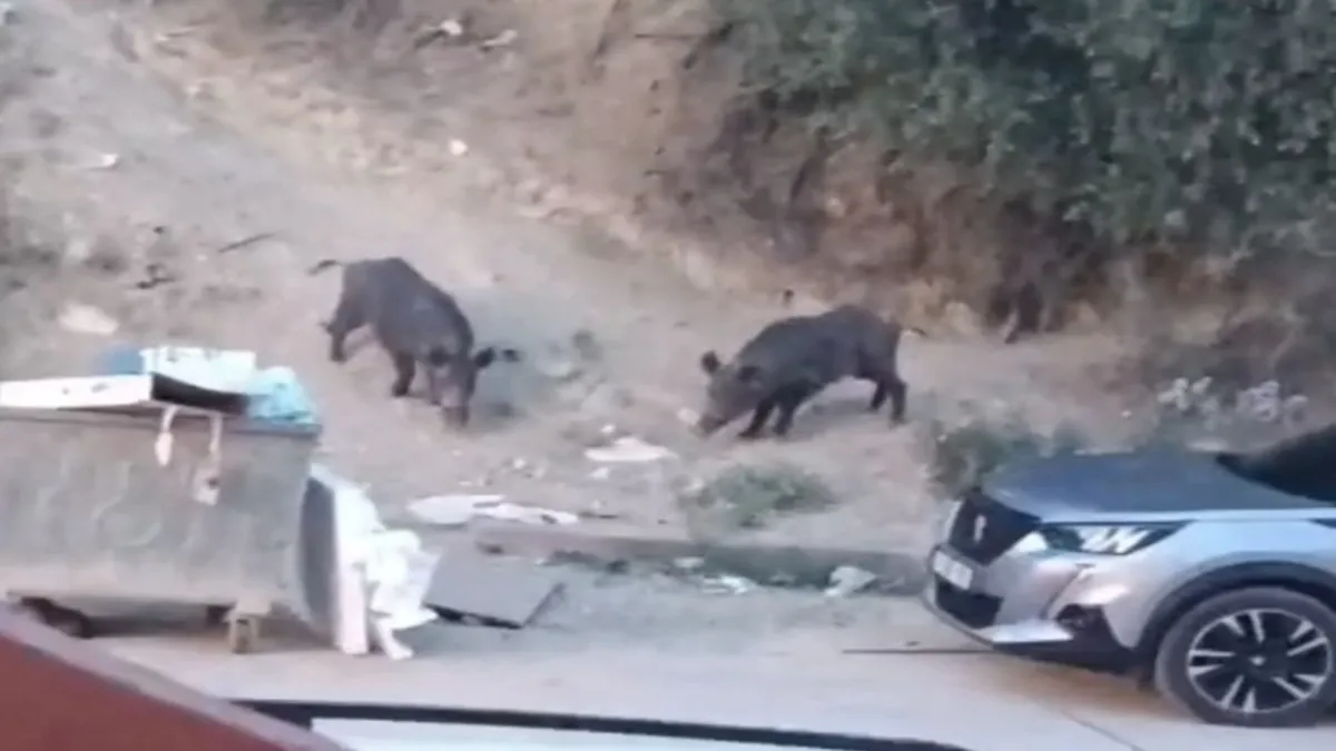 Hatay'da aç kalan domuzlar yerleşim yerine indi