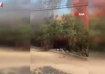 Antalya'da mangal keyfi kabusa dönüyordu